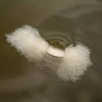Nash Bread Bomb on Surface