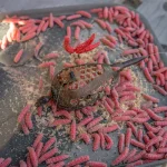 Korum Camo Grub Feeder