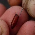 Guru Pole Special Hooklengths