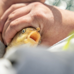 Matrix Bait Bands Pellet